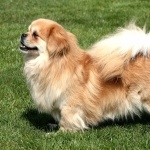 Tibetan Spaniel pics