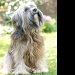 Tibetan Terrier hd