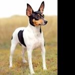 Toy Fox Terrier wallpapers