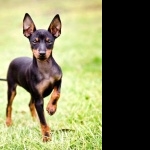 Toy Manchester Terrier hd