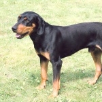 Transylvanian Hound images