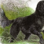 Tweed Water Spaniel new wallpapers