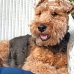 Welsh Terrier new wallpapers