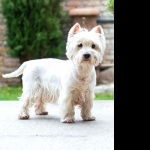 West Highland White Terrier image