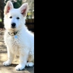 White Shepherd new wallpaper