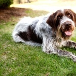 Wirehaired Pointing Griffon pics