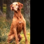 Wirehaired Vizsla new wallpaper