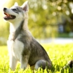 Alaskan Klee Kai free wallpapers