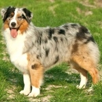 Australian Shepherd photo