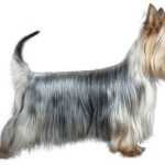 Australian Silky Terrier cute