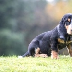 Basset Bleu de Gascogne download wallpaper