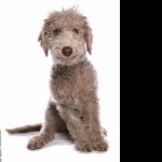 Bedlington Terrier hd desktop