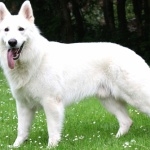 Berger Blanc Suisse full hd