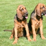 Bloodhound download