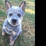 Blue Heeler download wallpaper