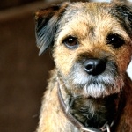 Border Terrier hd pics