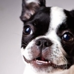 Boston Terrier hd pics