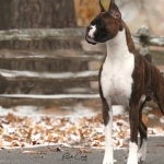 Boxer breed new photos