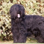 Briard breed