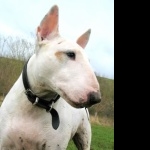 Bull Terrier wallpapers hd