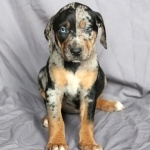 Catahoula Cur download wallpaper