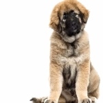 Caucasian Shepherd Dog background