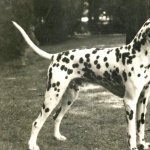 Dalmatian breed widescreen