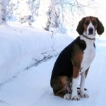 Finnish Hound pics