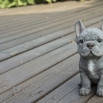 French Bulldog new wallpapers