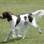 French Spaniel wallpapers for desktop