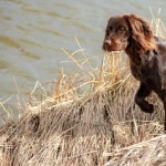 German Longhaired Pointer wallpaper