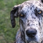 Great Dane image