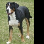 Greater Swiss Mountain Dog breed