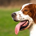 Irish Red and White Setter wallpaper