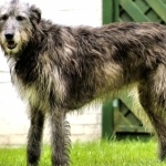 Irish Wolfhound funny