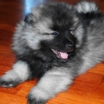 Keeshond photos