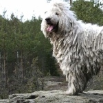 Komondor pics