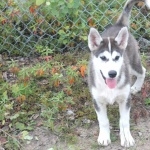 Labrador Husky full hd