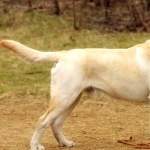 Labrador Retriever breed