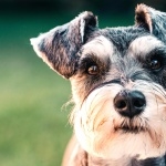 Miniature Schnauzer new wallpapers