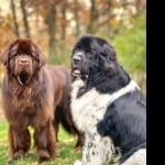 Newfoundland breed download