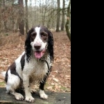 Norfolk Spaniel 1080p