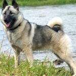 Norwegian Elkhound funny