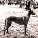 Old Croatian Sighthound new wallpapers