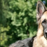 Old German Shepherd Dog hd wallpaper