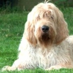 Otterhound high definition photo