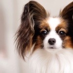 Papillon breed photos