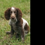 Pont-Audemer Spaniel wallpapers for desktop