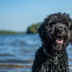 Portuguese Water Dog hd desktop