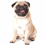 Pug wallpaper